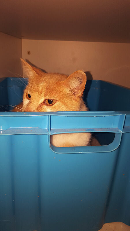 Pension pour chat en Vendée au Domaine du Chigny