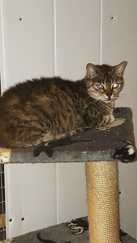 Pension pour chat en Vendée au Domaine du Chigny