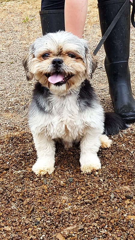 Pension pour Chien en Vendée au Domaine du Chigny