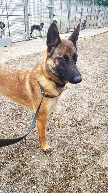 Pension pour Chien en Vendée au Domaine du Chigny