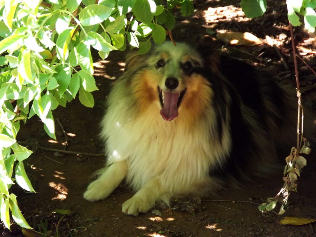 Pension pour Chien en Vendée au Domaine du Chigny