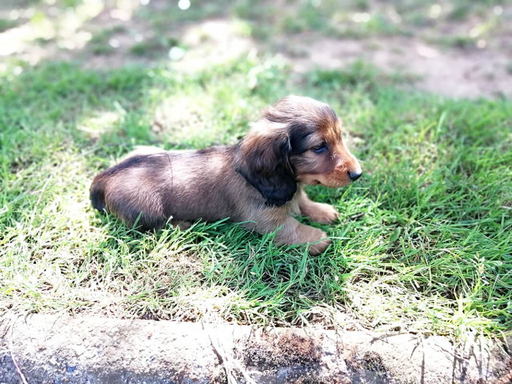 Pension pour Chien en Vendée au Domaine du Chigny