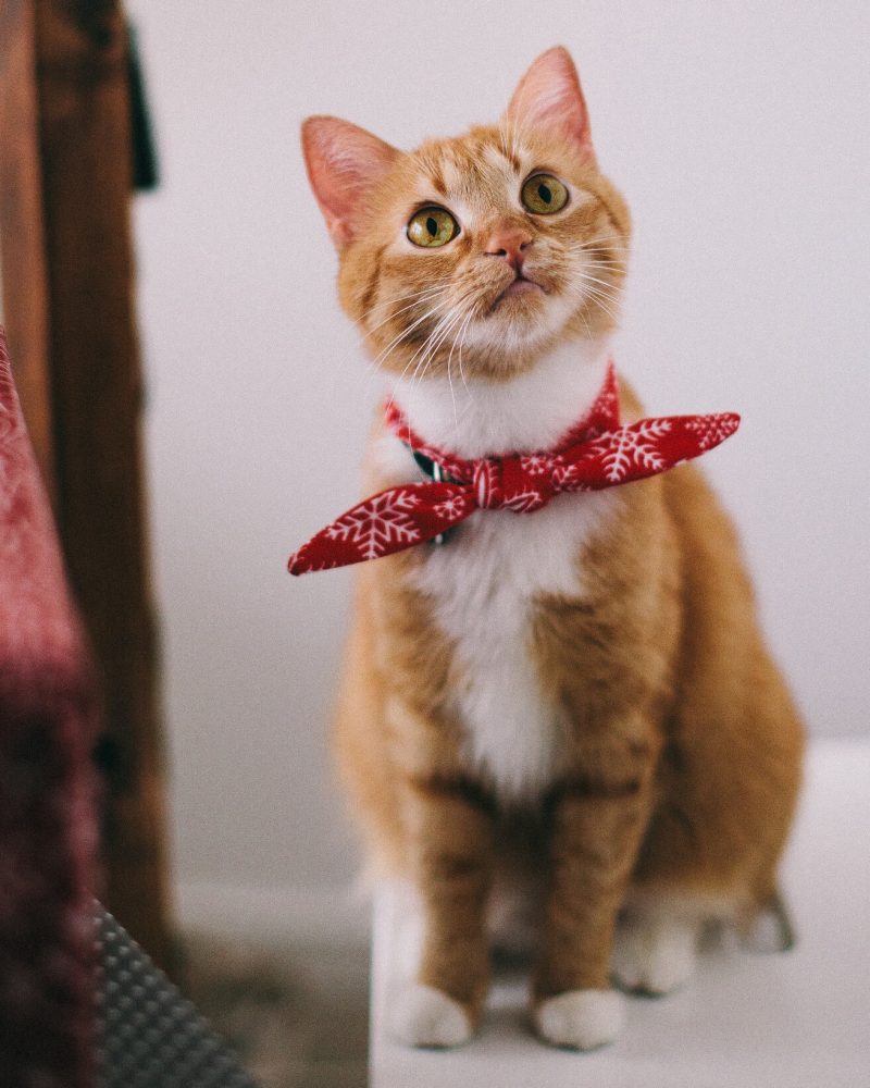 Pension chat Vendée, Le Domaine du Chigny