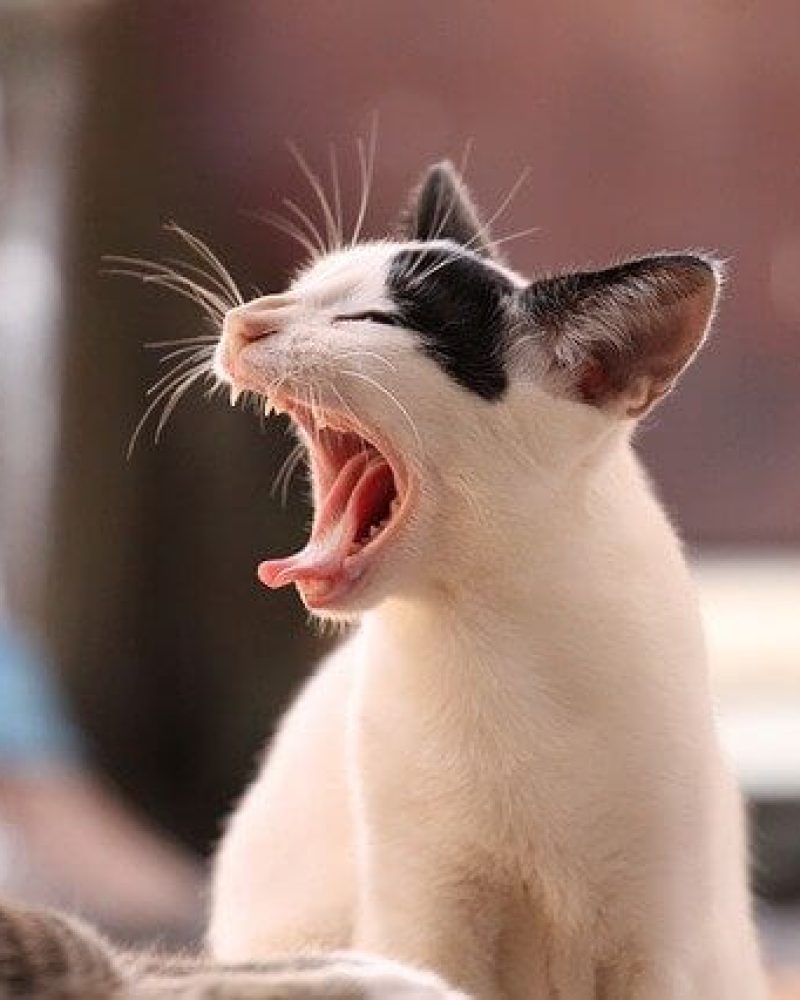 Pension chat Vendée, Le Domaine du Chigny