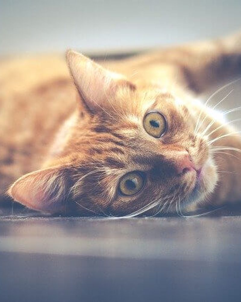 Pension chat Vendée, Le Domaine du Chigny