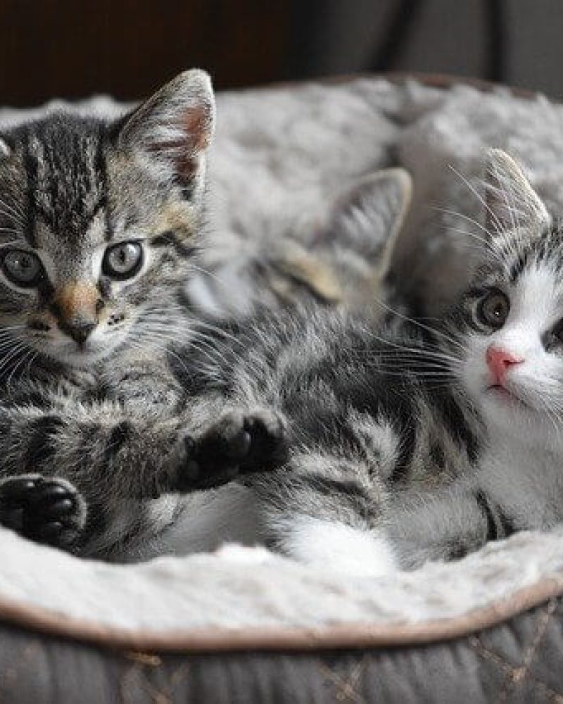 Pension chat Vendée, Le Domaine du Chigny