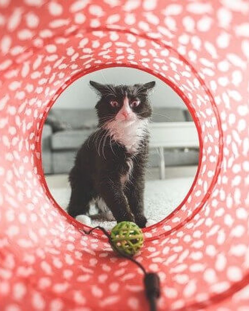 Pension chat Vendée, Le Domaine du Chigny