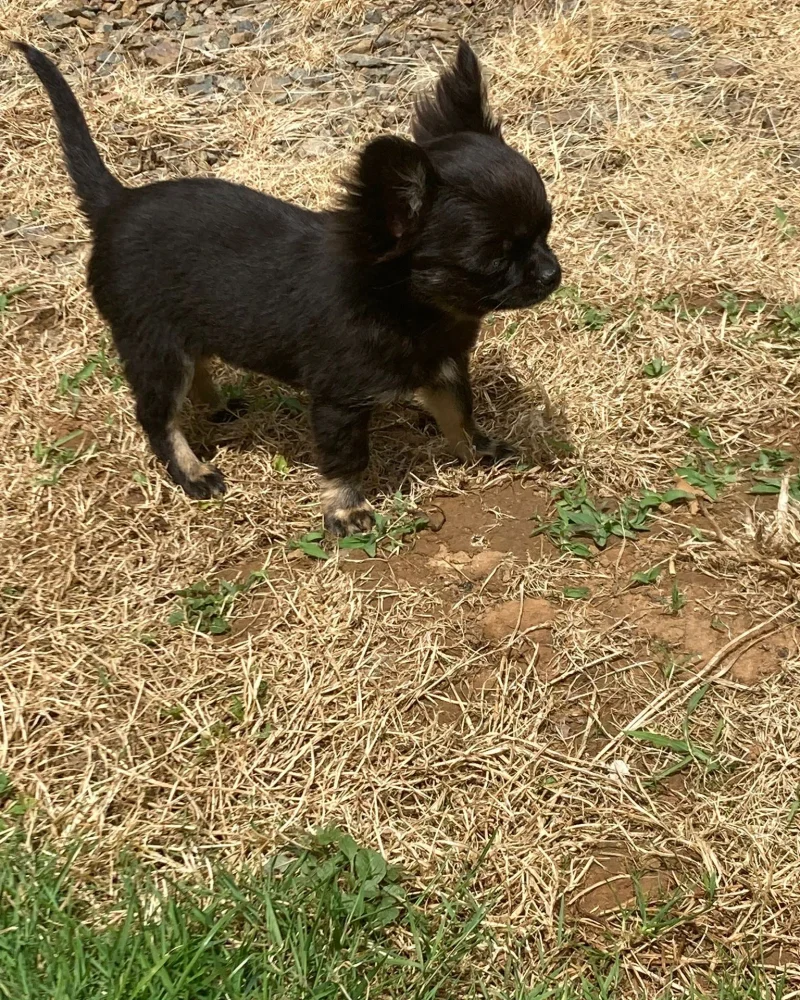 chihuahua (1)