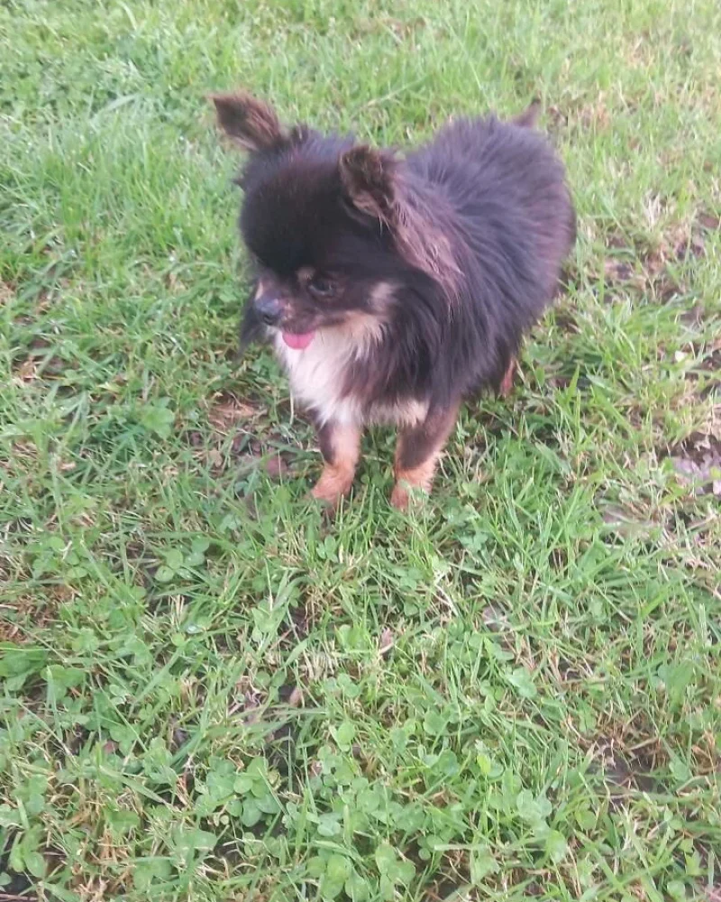 chihuahua (10)