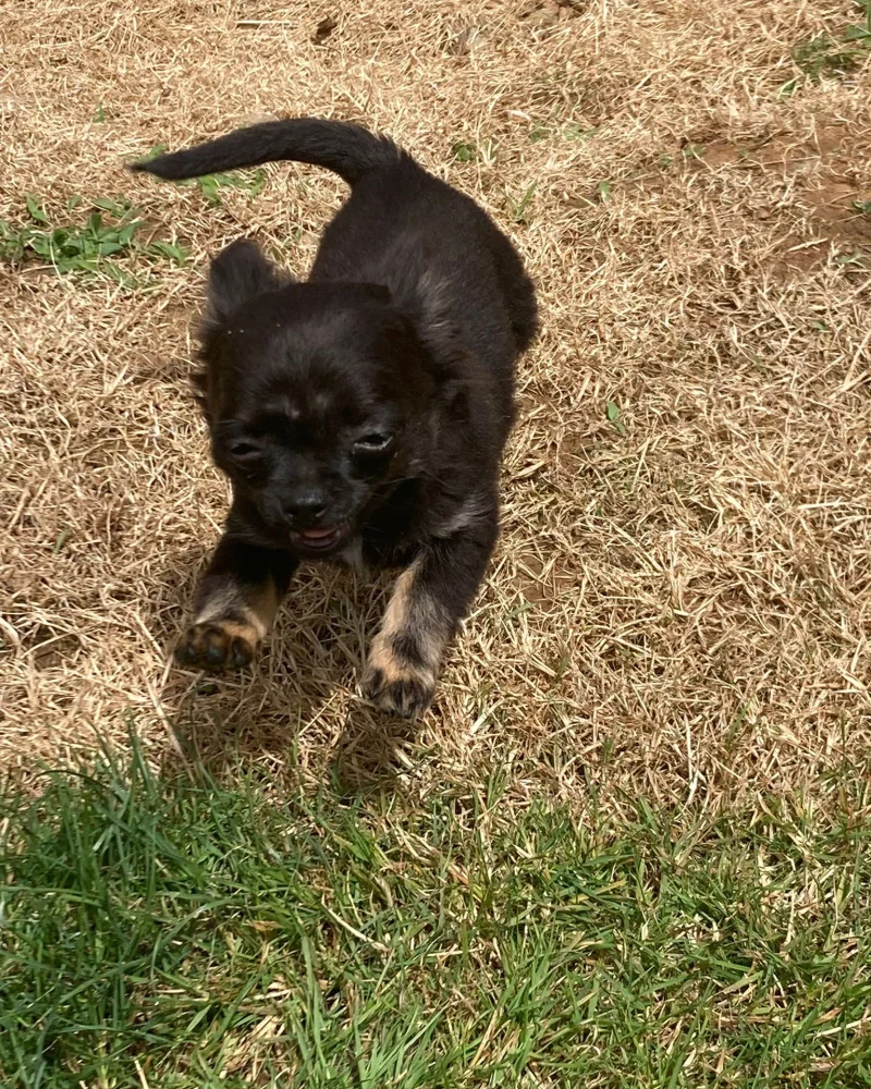 chihuahua (2)