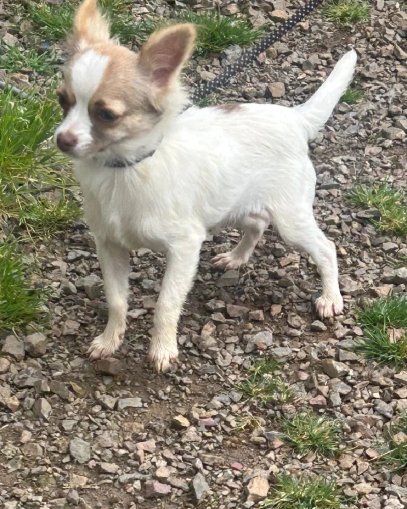 chihuahua (3)