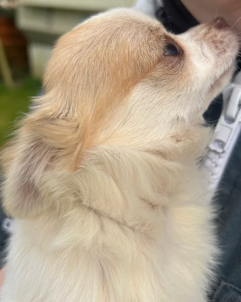 chihuahua (4)