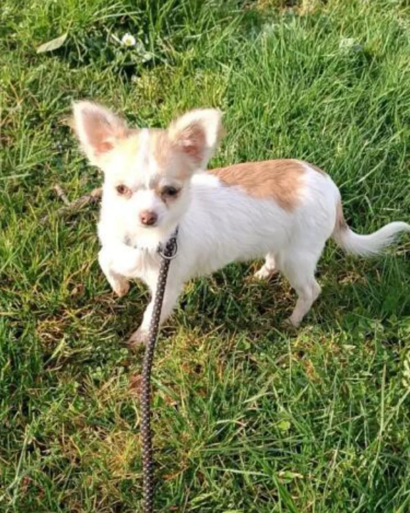chihuahua (5)