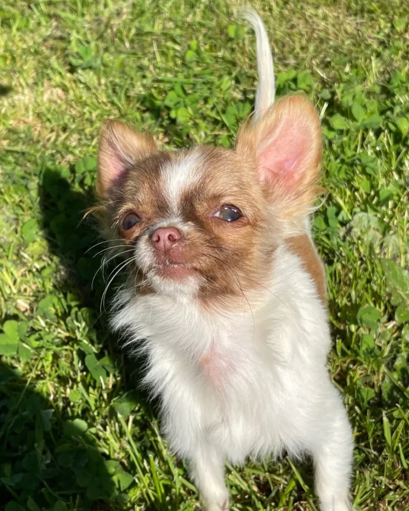 chihuahua (7)