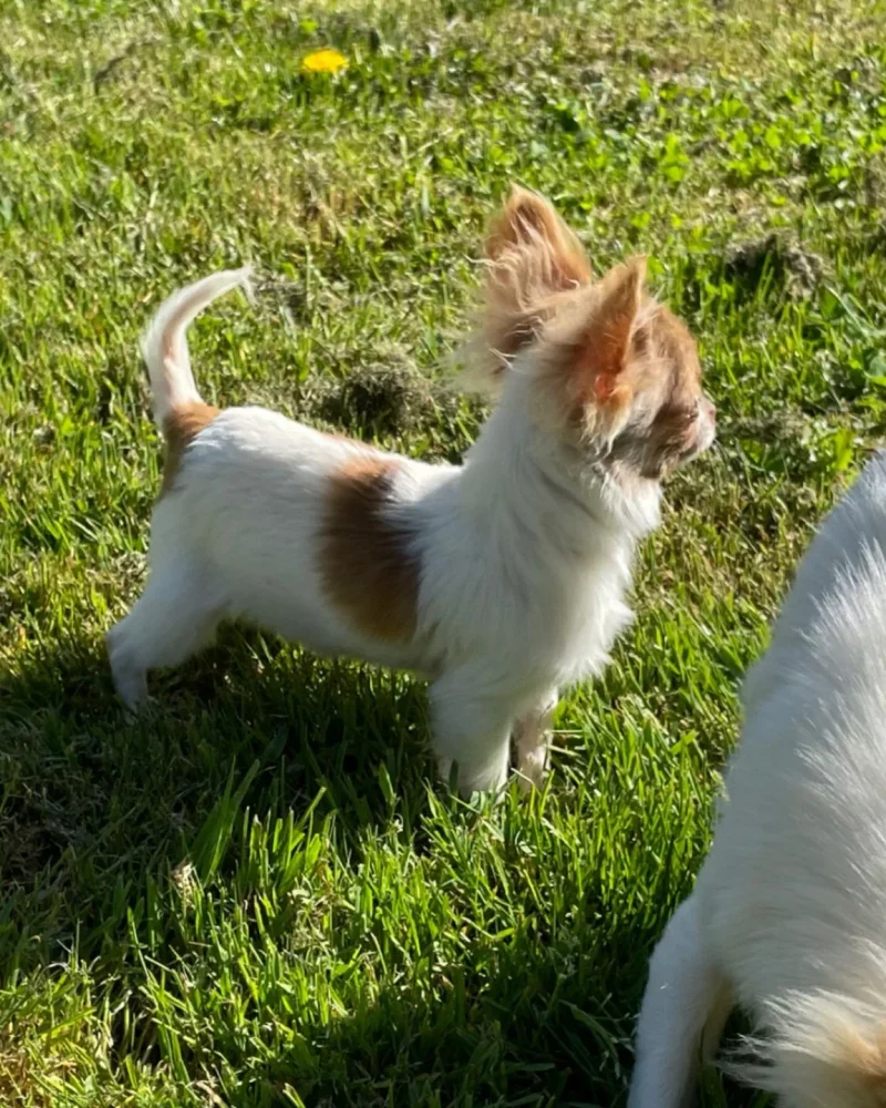 chihuahua (8)