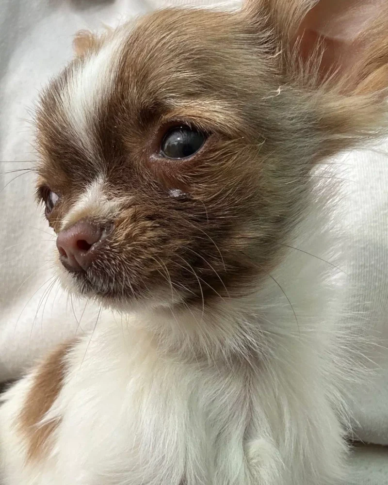 chihuahua (9)