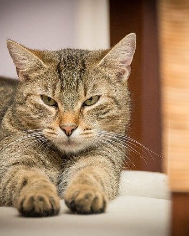 Pension chat Vendée, Le Domaine du Chigny