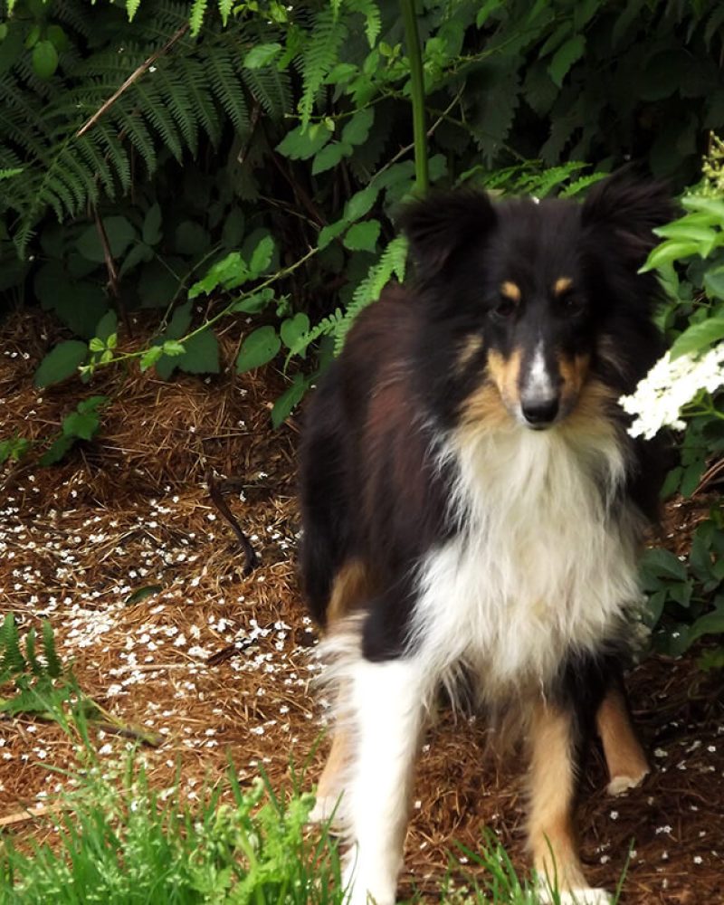 Pension canine Vendée, Le Domaine du Chigny