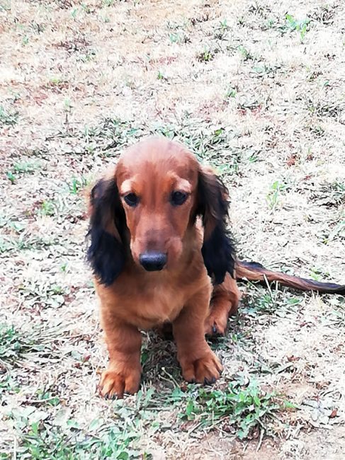 Pension pour Chien en Vendée au Domaine du Chigny