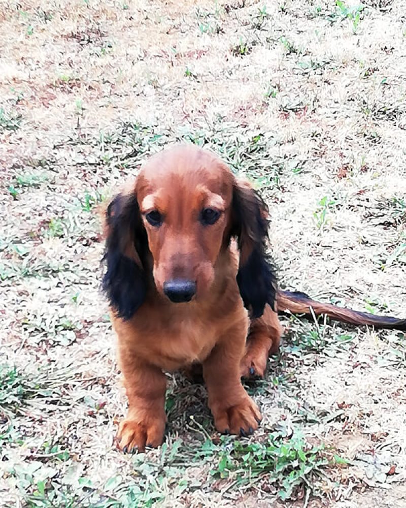 Pension canine Vendée, Le Domaine du Chigny