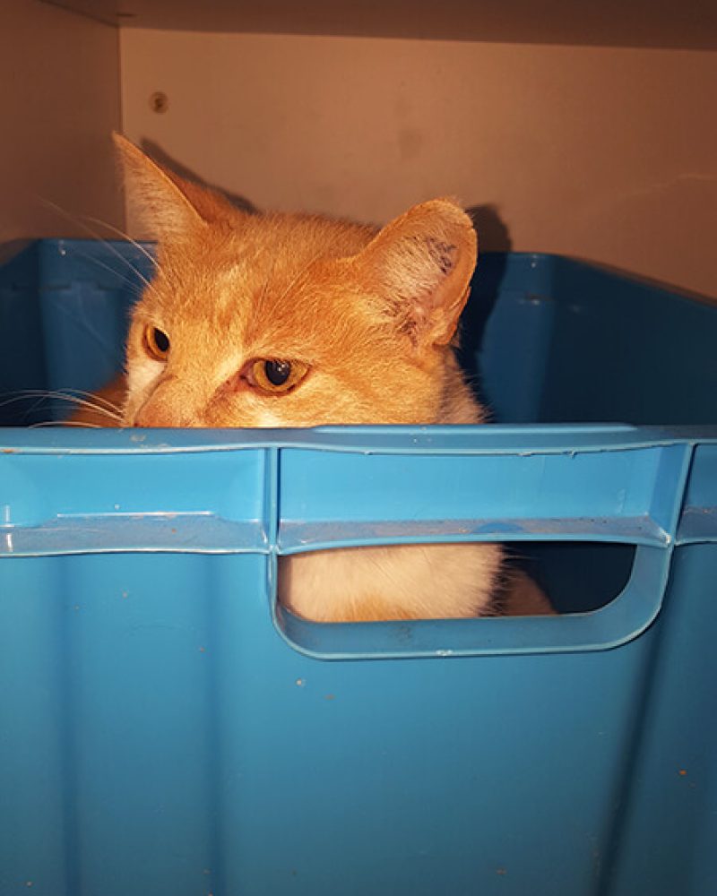 Pension chat Vendée, Le Domaine du Chigny