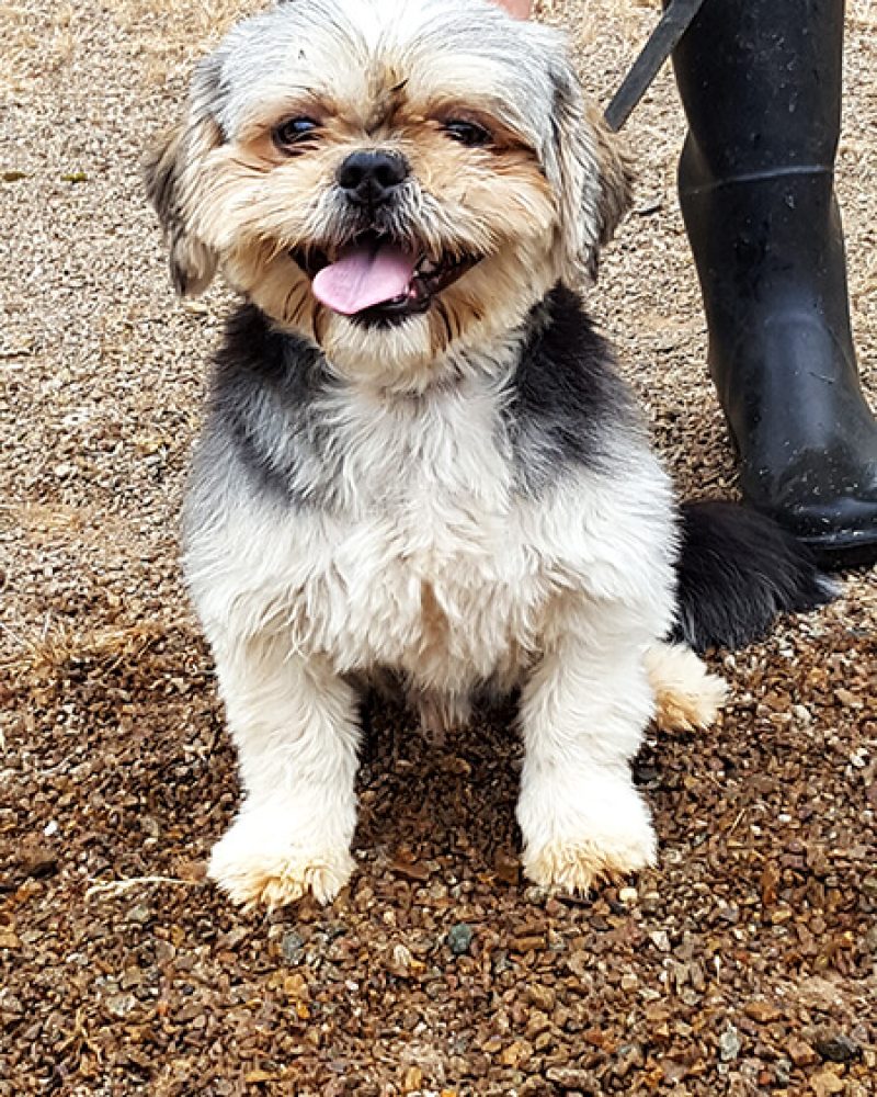Pension canine Vendée, Le Domaine du Chigny