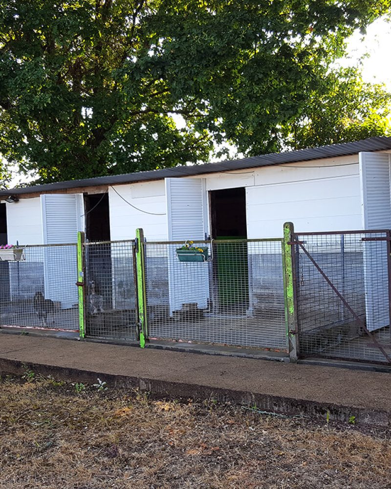 Pension canine Vendée, Le Domaine du Chigny