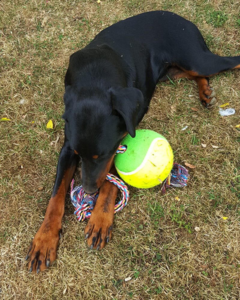 Pension canine Vendée, Le Domaine du Chigny