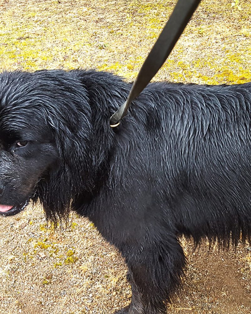 Pension canine Vendée, Le Domaine du Chigny