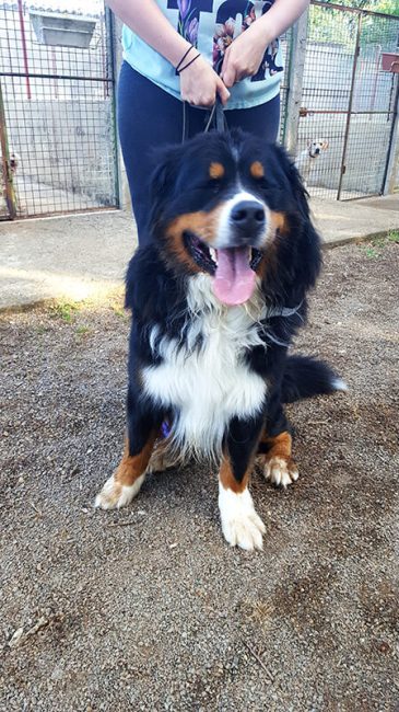 Pension pour Chien en Vendée au Domaine du Chigny