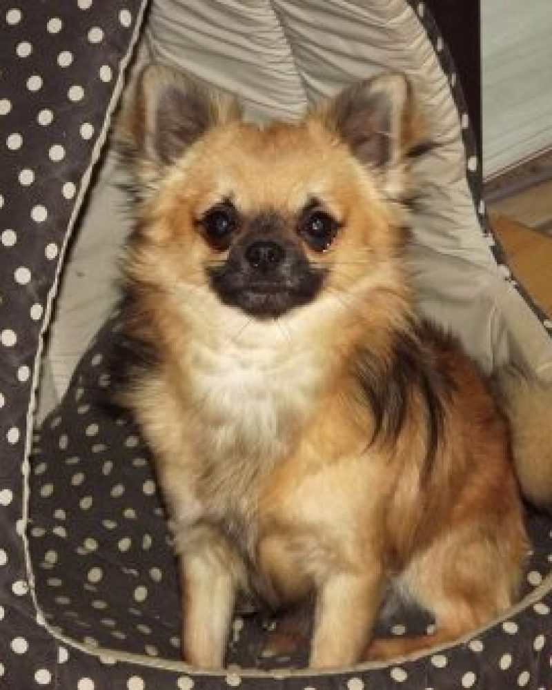 Pension canine Vendée, Le Domaine du Chigny