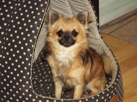 Pension pour Chien en Vendée au Domaine du Chigny