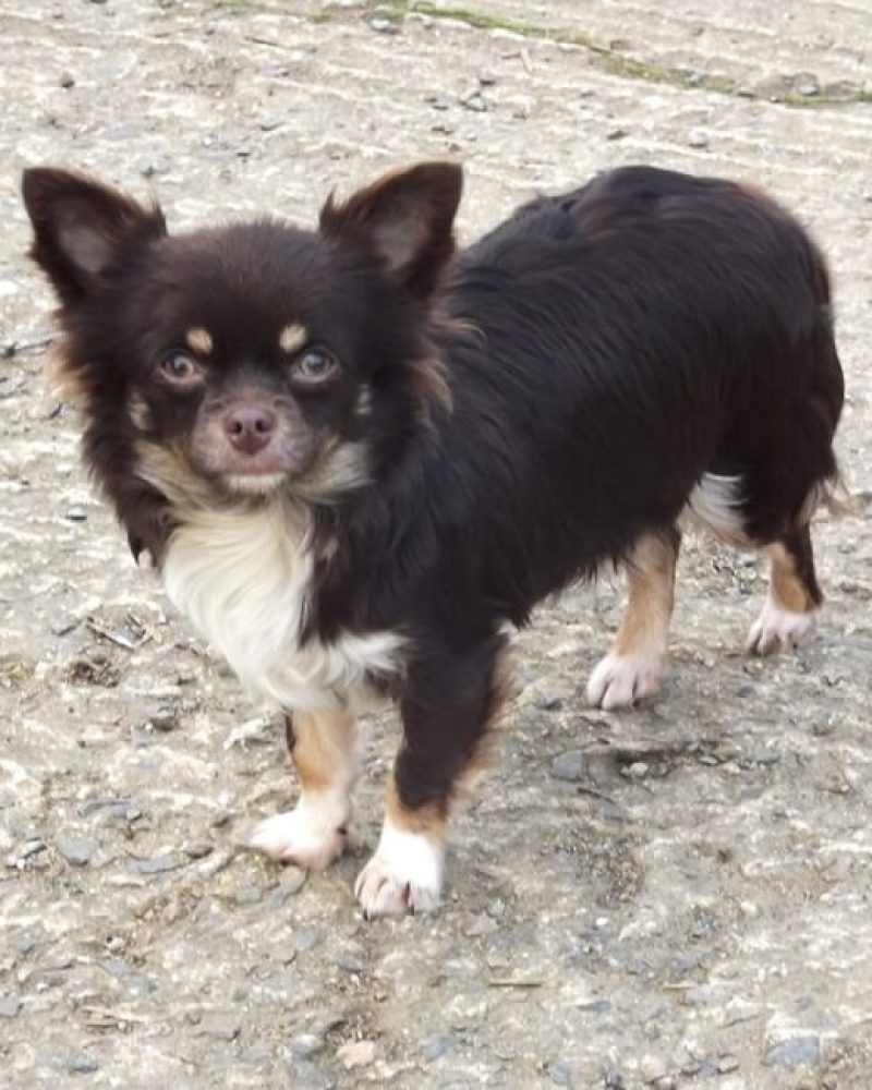Pension canine Vendée, Le Domaine du Chigny