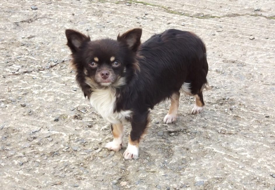 Pension pour Chien en Vendée au Domaine du Chigny