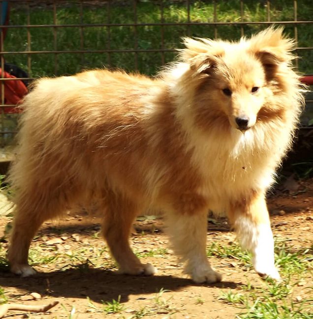 Pension pour Chien en Vendée au Domaine du Chigny