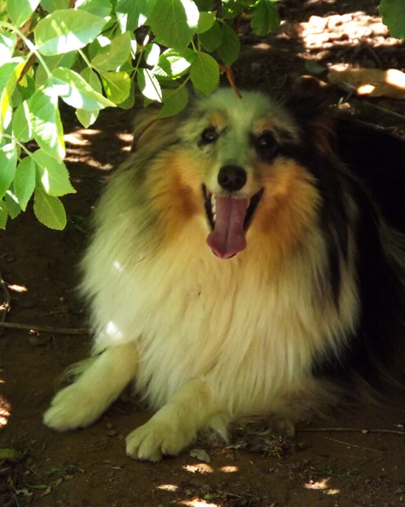 Pension canine Vendée, Le Domaine du Chigny