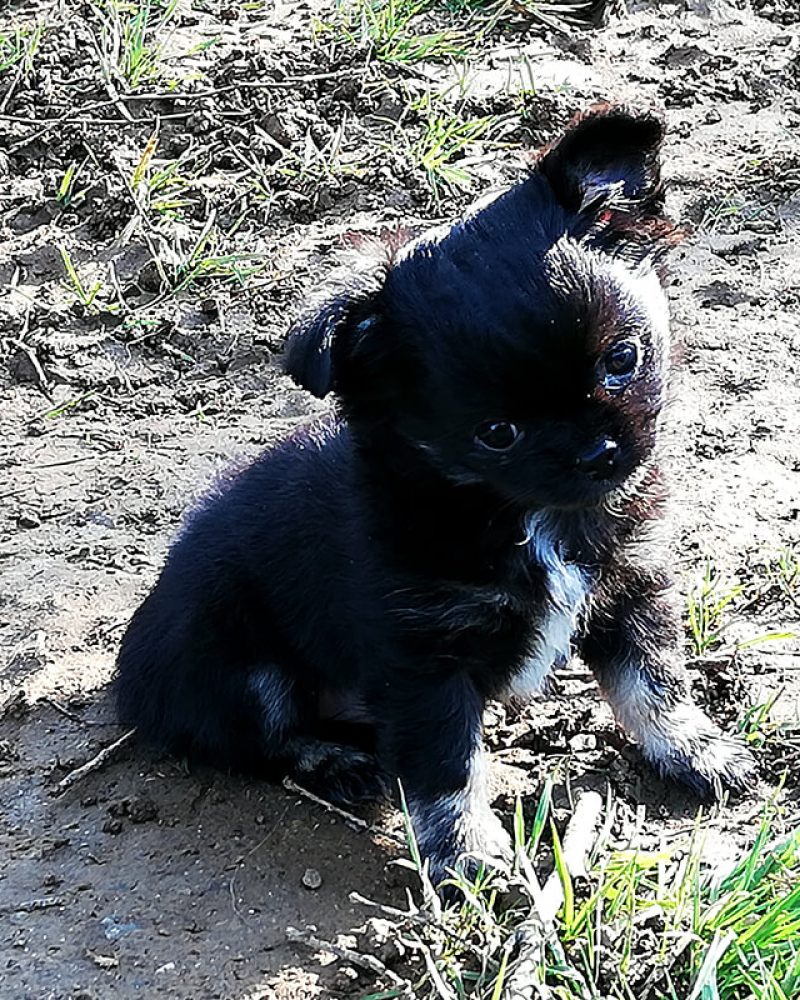 Pension canine Vendée, Le Domaine du Chigny