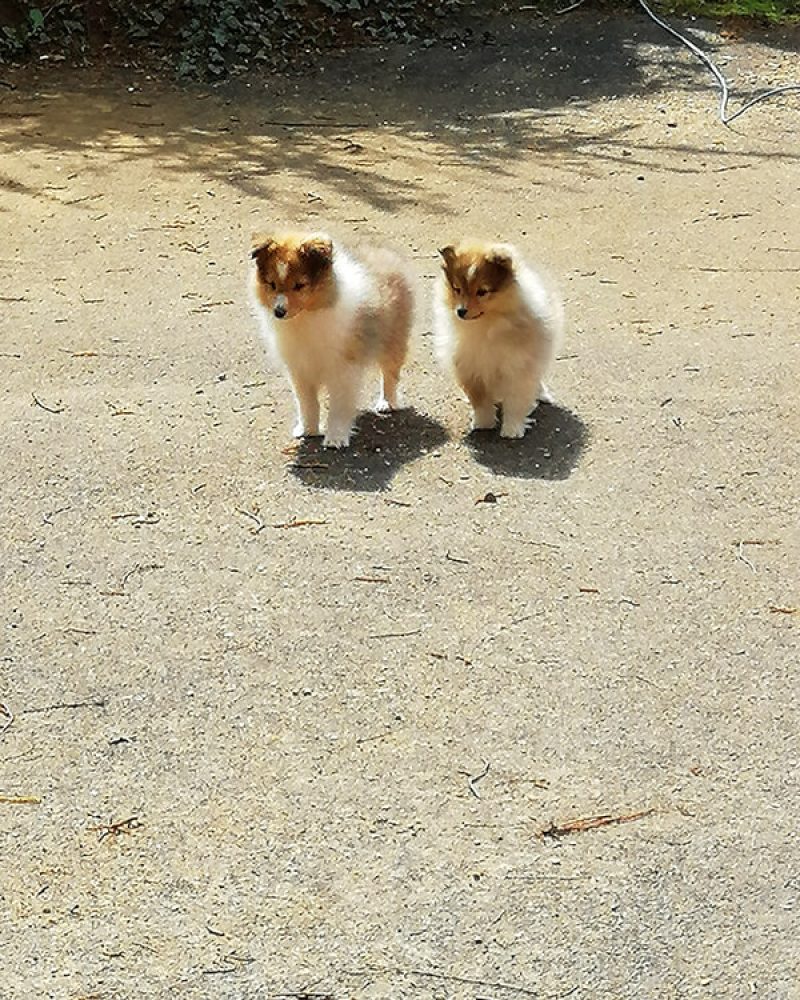 Pension canine Vendée, Le Domaine du Chigny